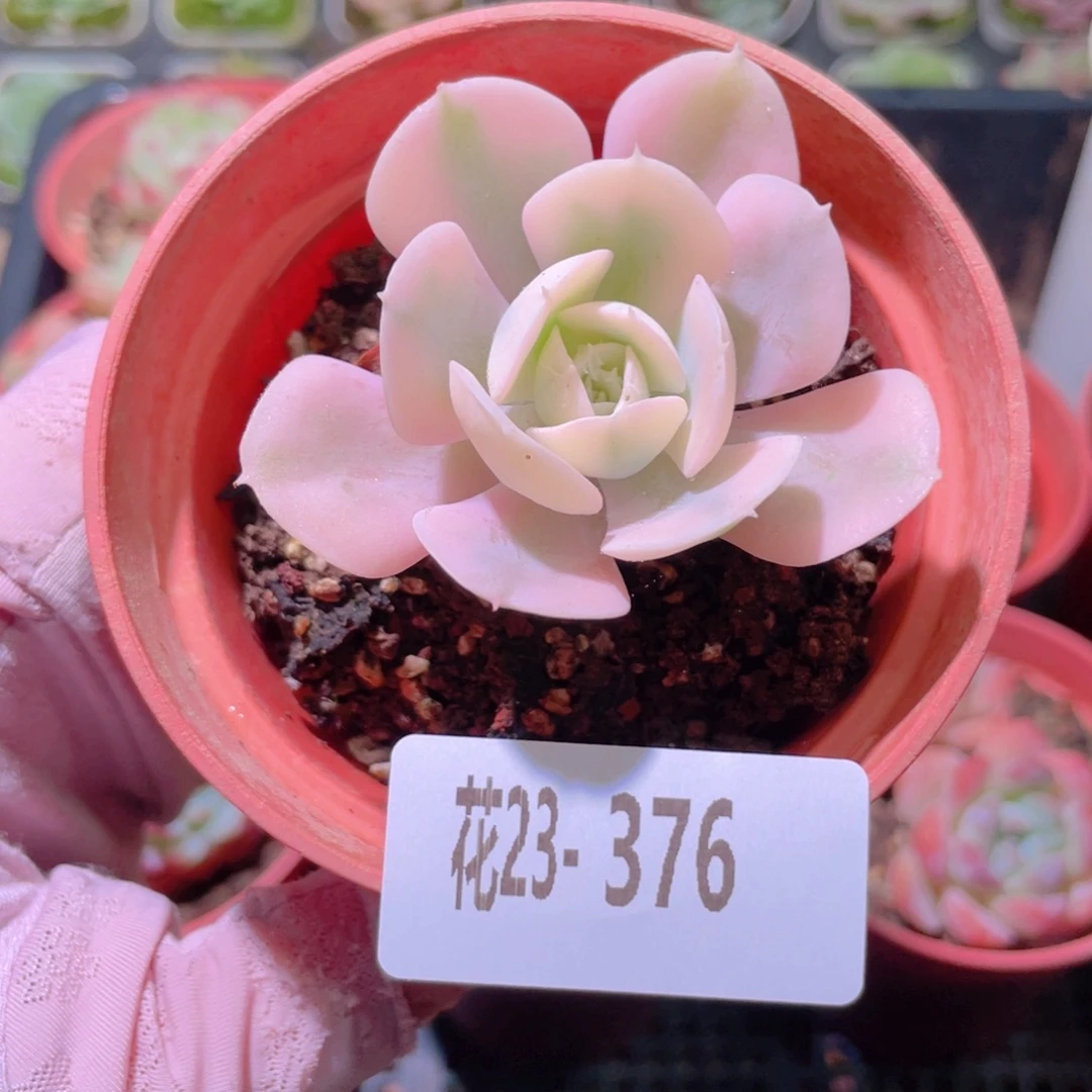 花利美23-376鲁氏锦