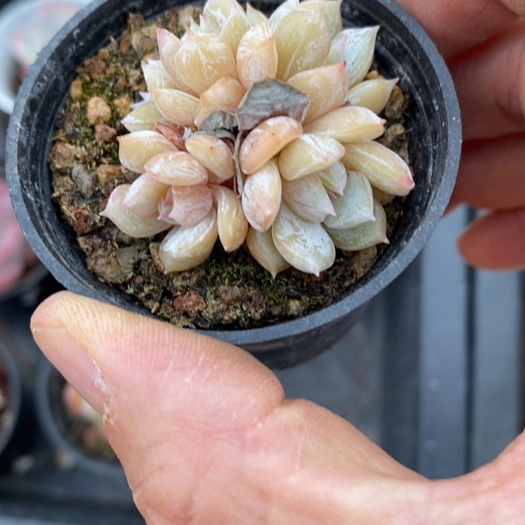 精品多肉一物一拍不包整188