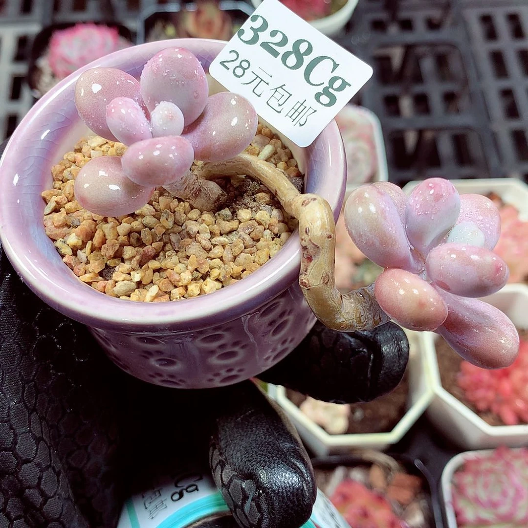 5厘米盆精控多肉328