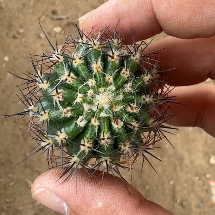 261彩草桃花洛歪3到4公分左右无根侧牙，20包邮