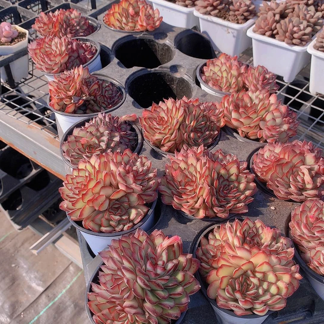 肉酱玫瑰9464948484844