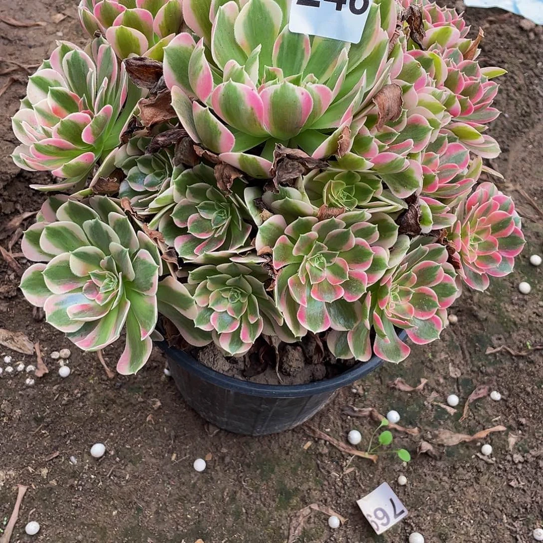 多肉法师248号花样发货不包损