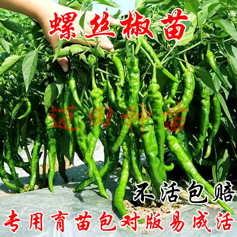 辣椒苗+茄子苗+番茄苗组合四季高产特辣香辣各种辣椒苗