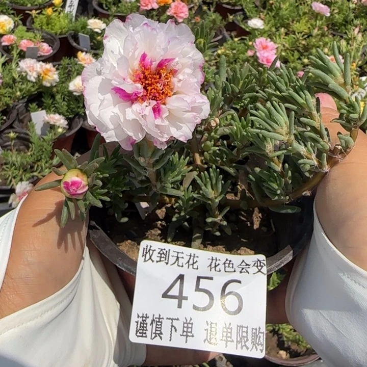 无花朵456超小苗盆口10cm