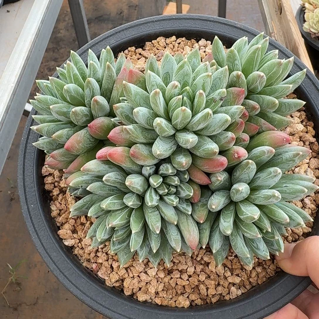 胖体炫彩星整无砍群生