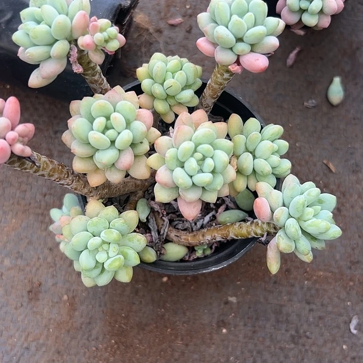 无花朵达芙妮。