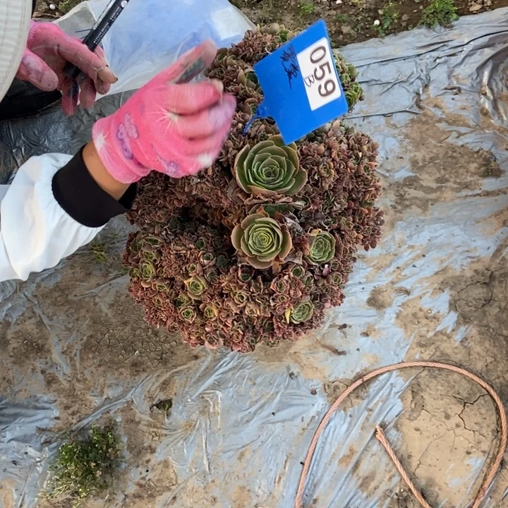 霓***月B059玫瑰霓裳弄月寄养一起发货