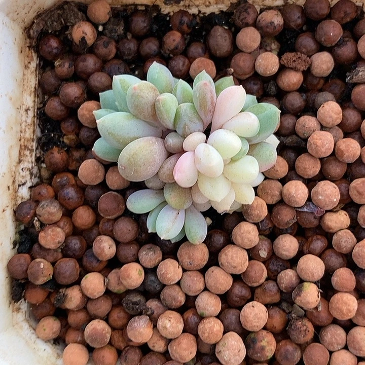 *****MY美人新品多肉植物