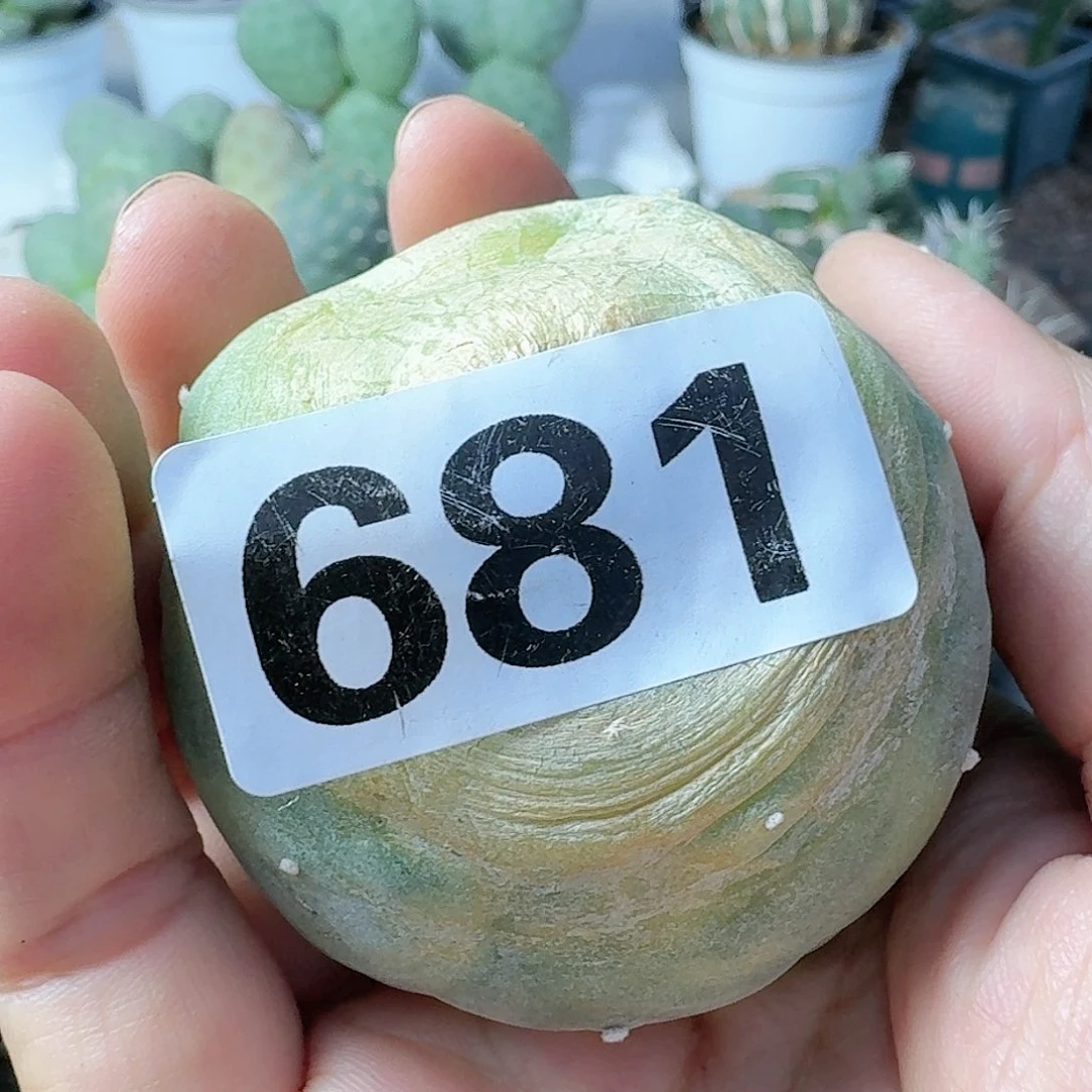 【闪购商品】无花朵蓝*鱼大尤锦681