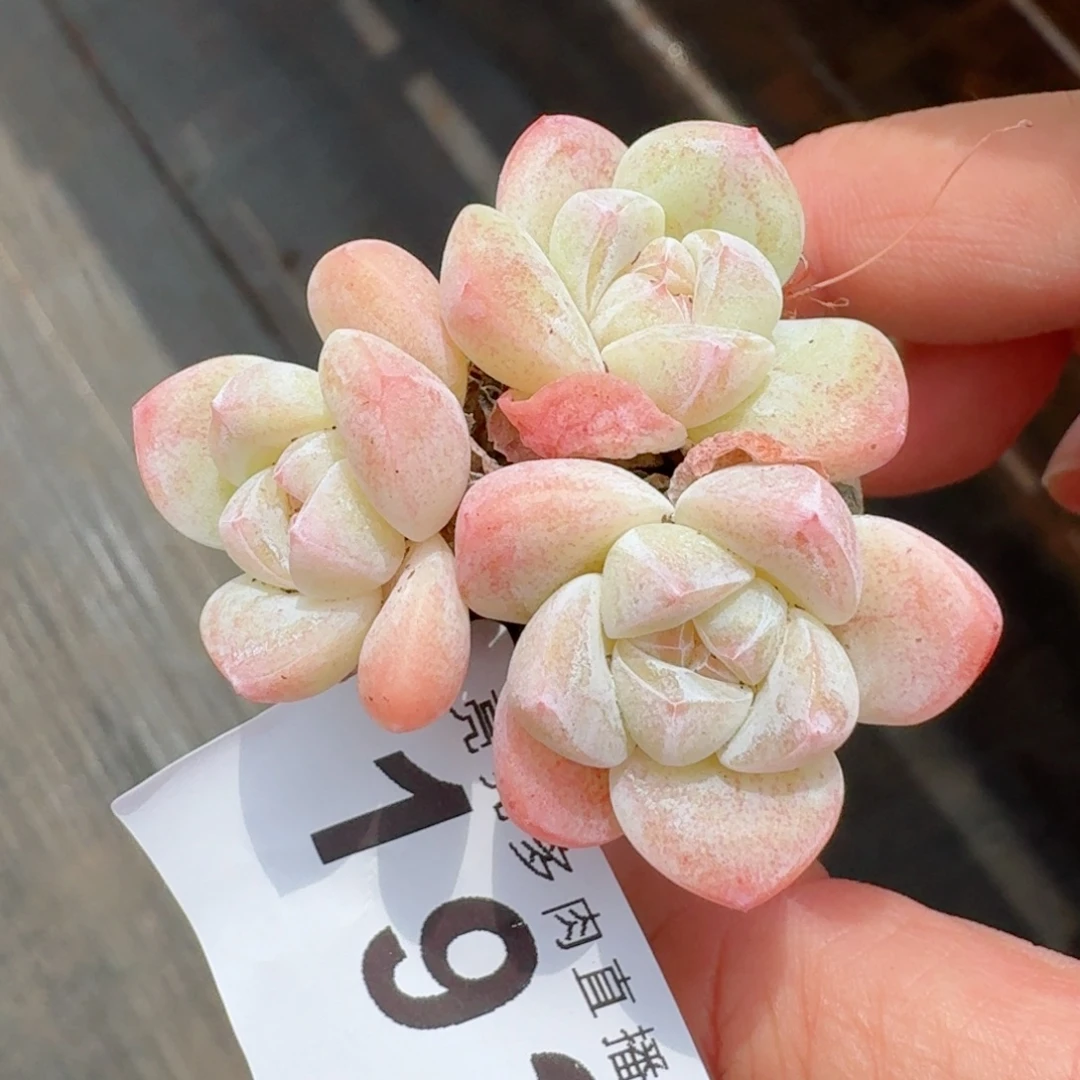 糖心冰玉            精美多肉植物