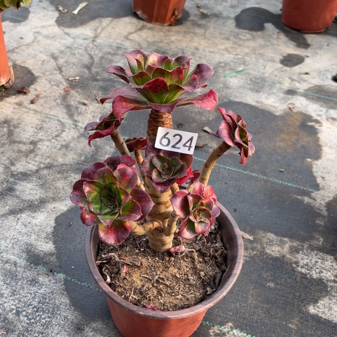 摩*座魅影七彩多肉植物法师