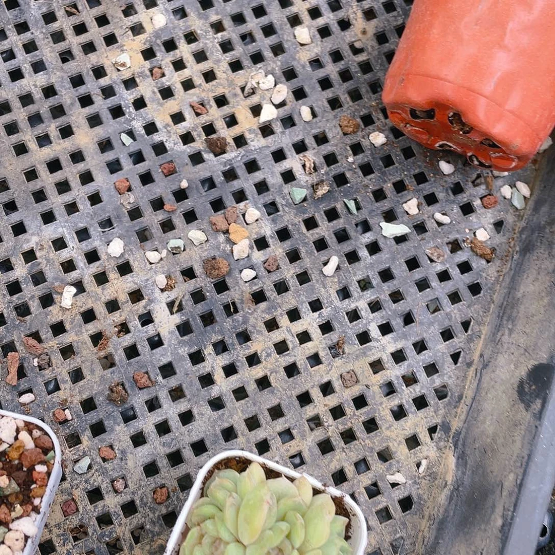 花****a三头白恋不包整盆一个满25包邮