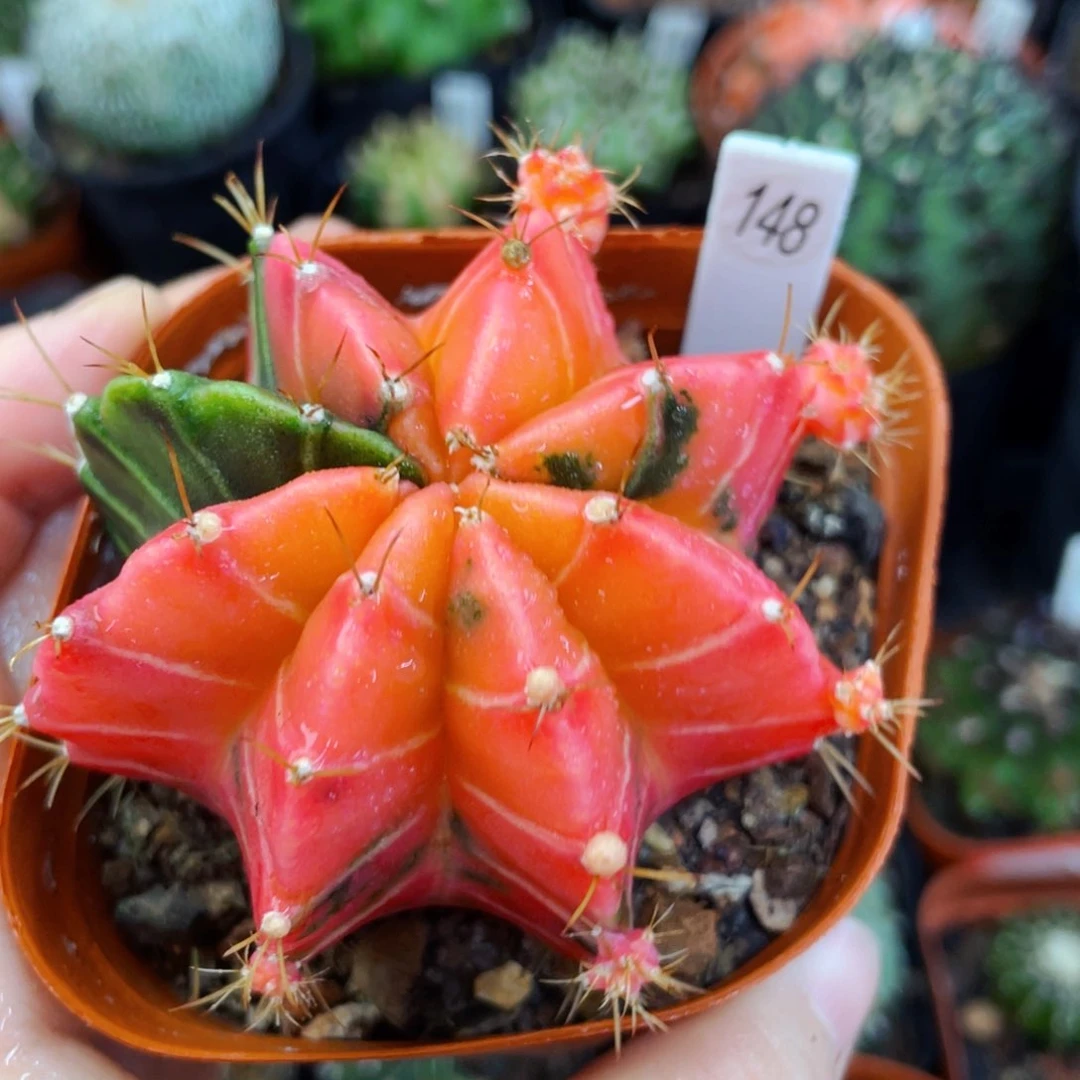 盆5公分满25包邮裸根发货