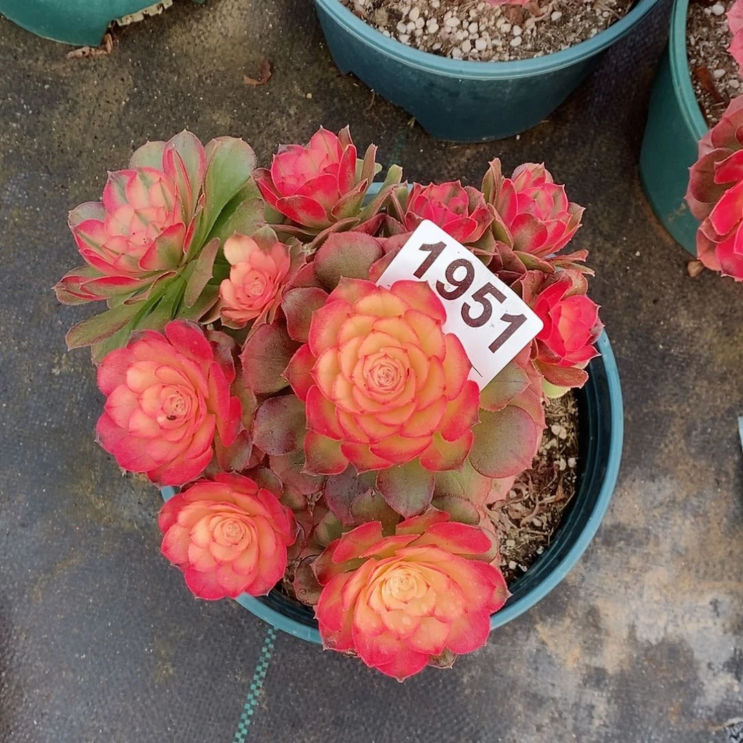 红陶鱼*1951荔枝断过头4不包售后