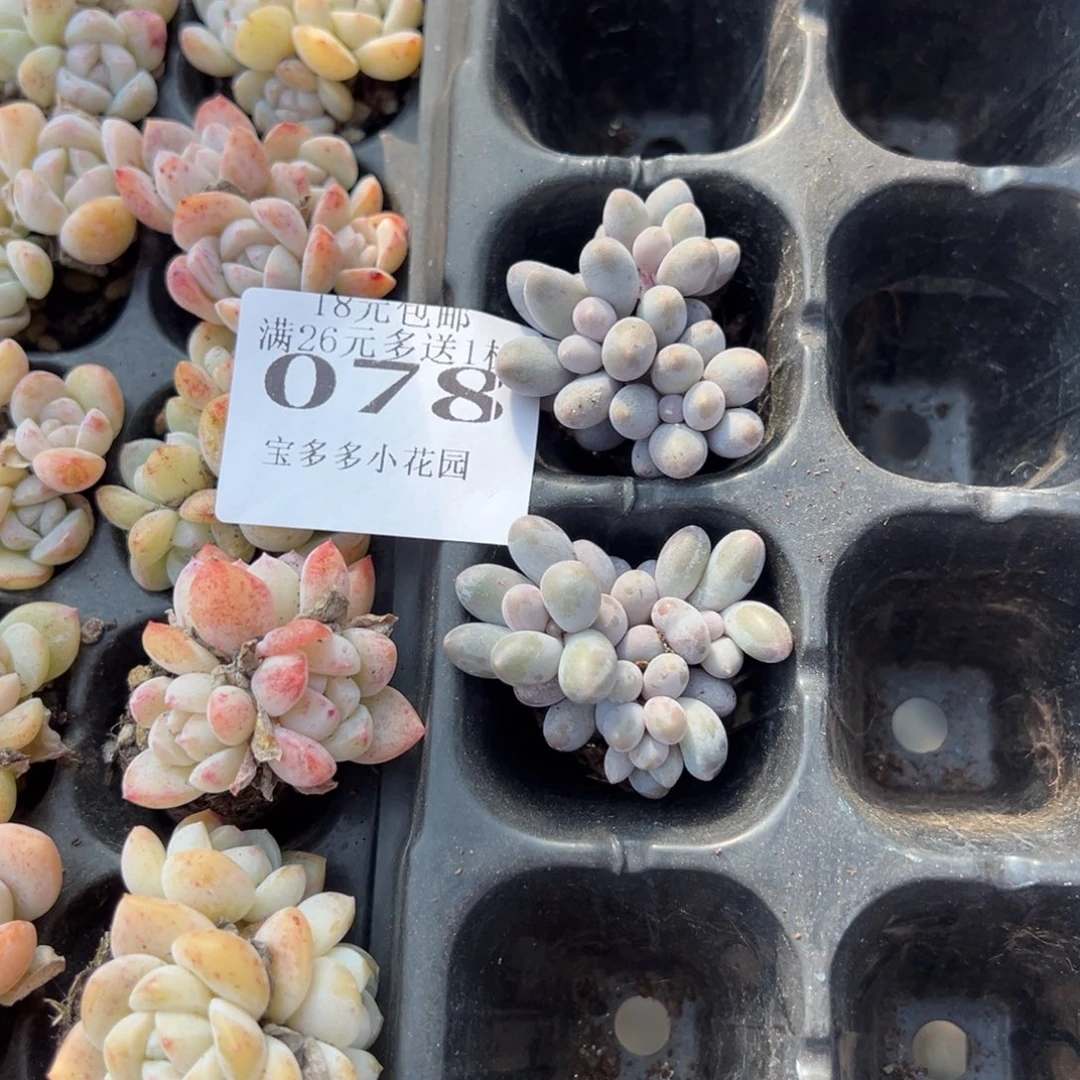 可****078号汤圆2颗量拍多肉满18元包邮下午发