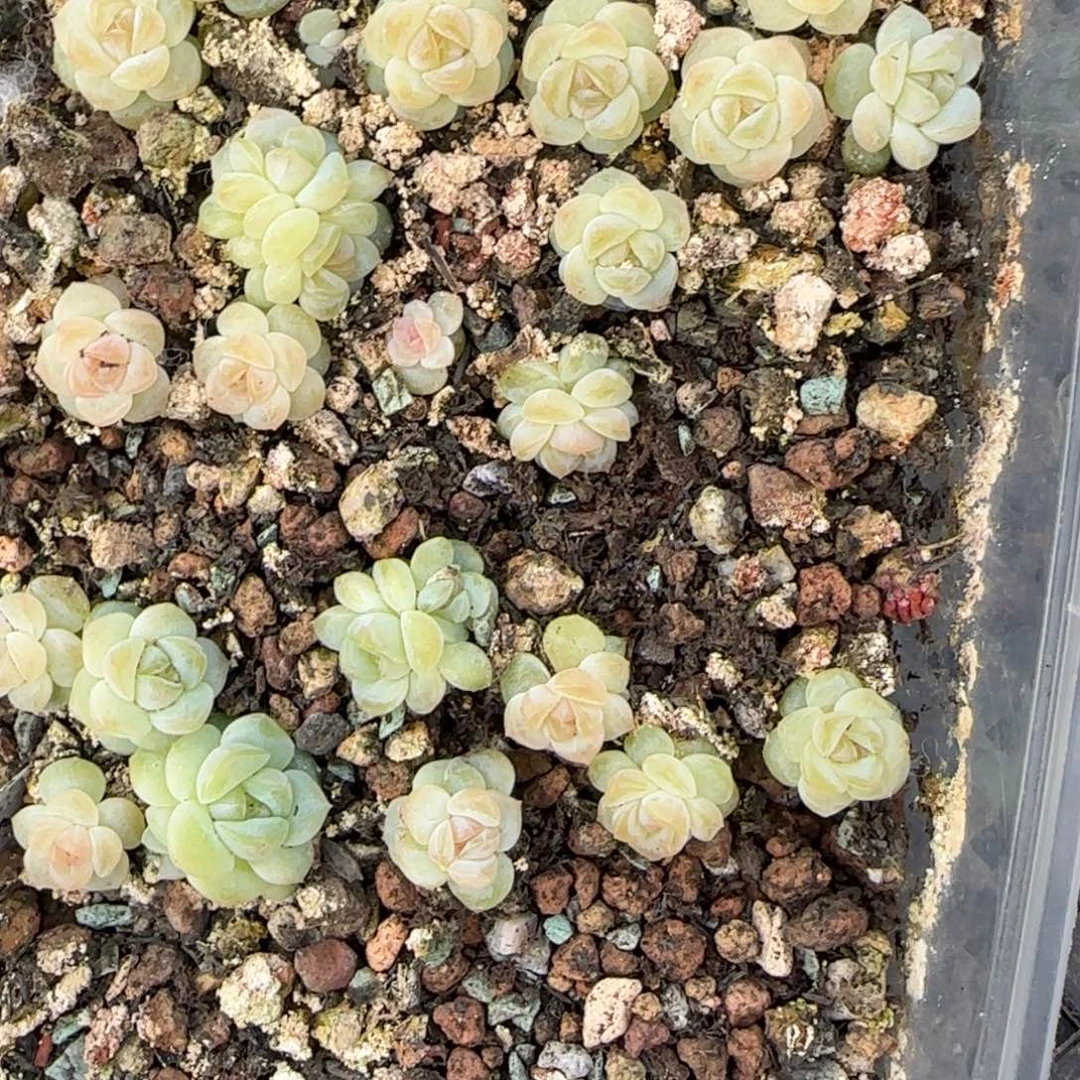 王者胖圆叶 白心穴一个满25包邮