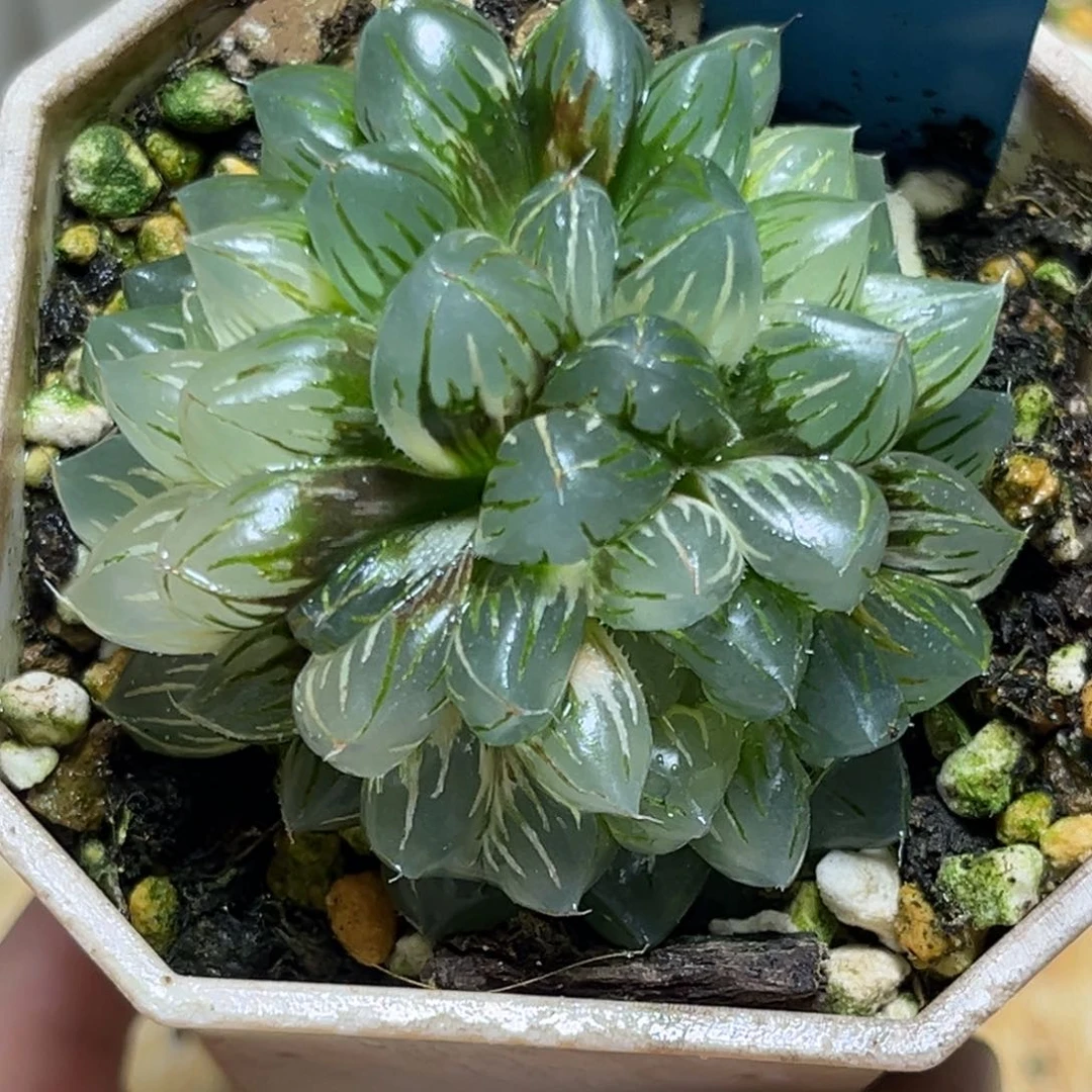 恭喜发财大吉大利822