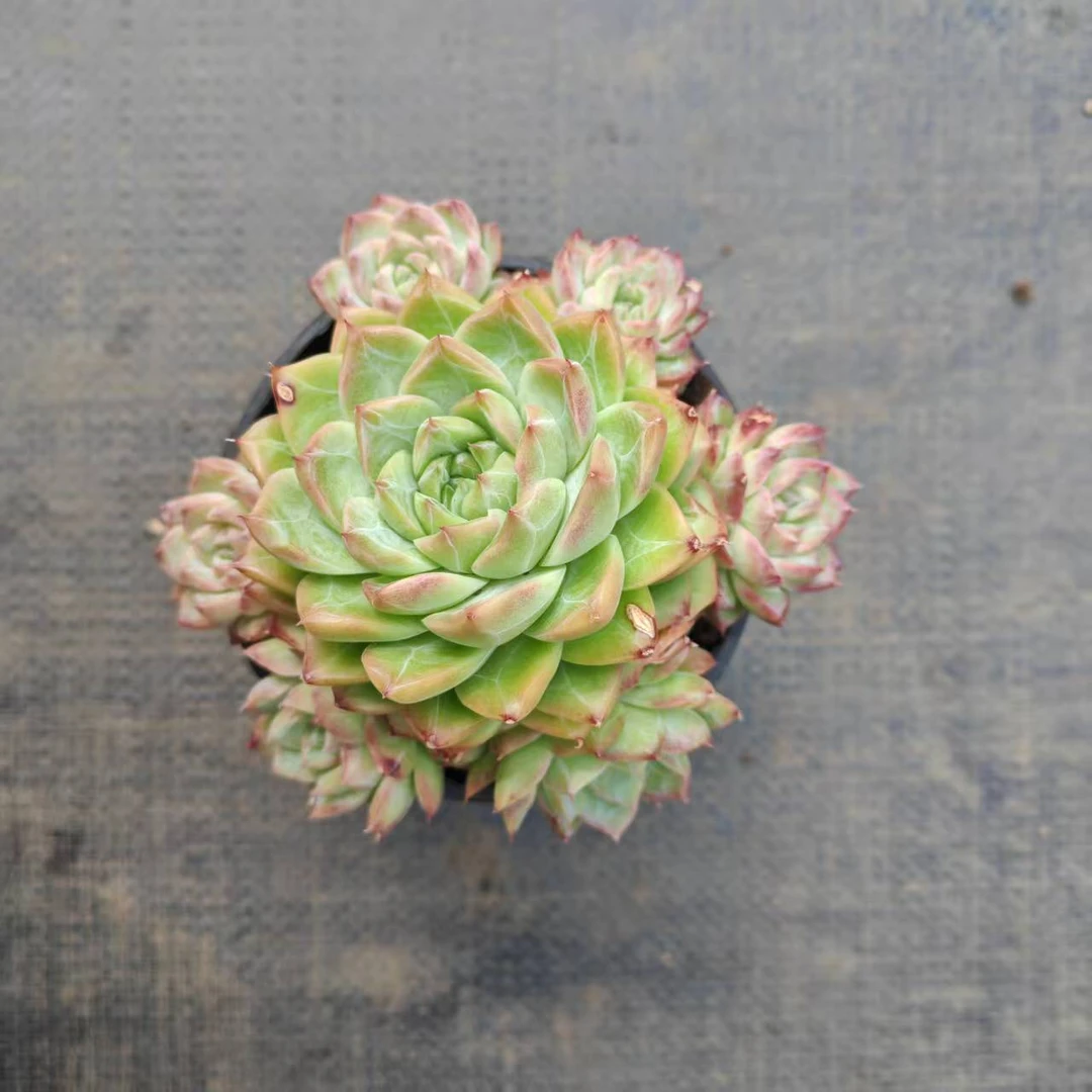 10#冰钻珍妮多肉植物  前男友精品多肉 A6115③