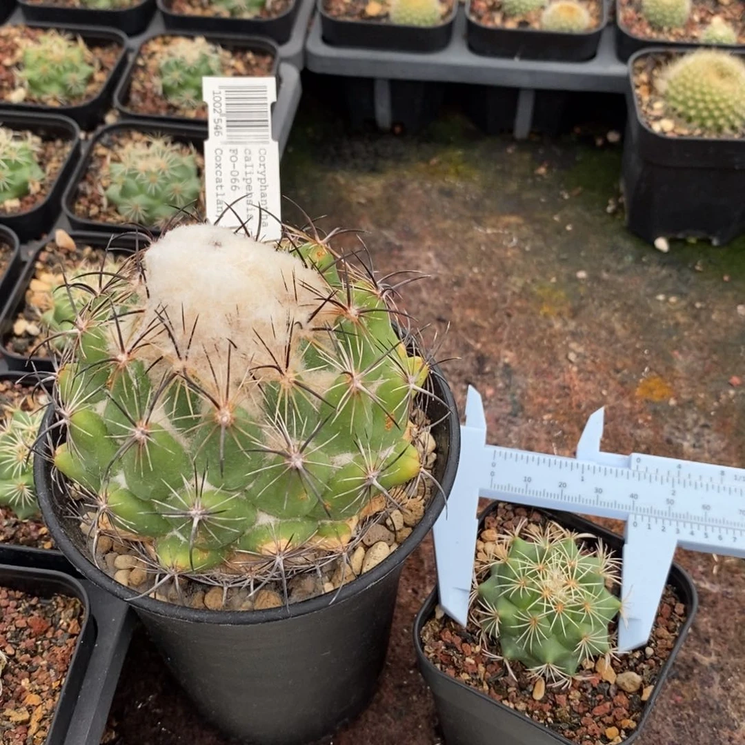 古镜fo-066 实生脱盆一颗