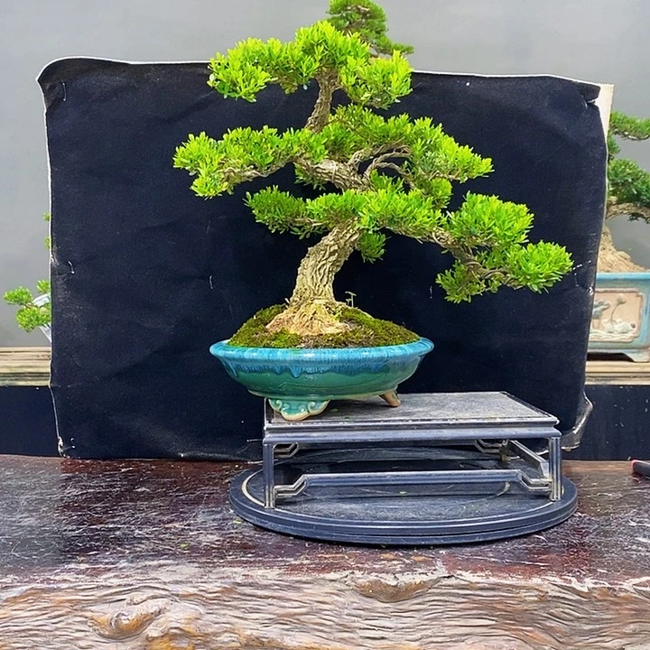 无花朵黄杨盆景四季常青