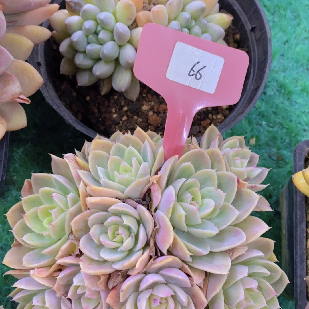 清货场，精品场一物一拍