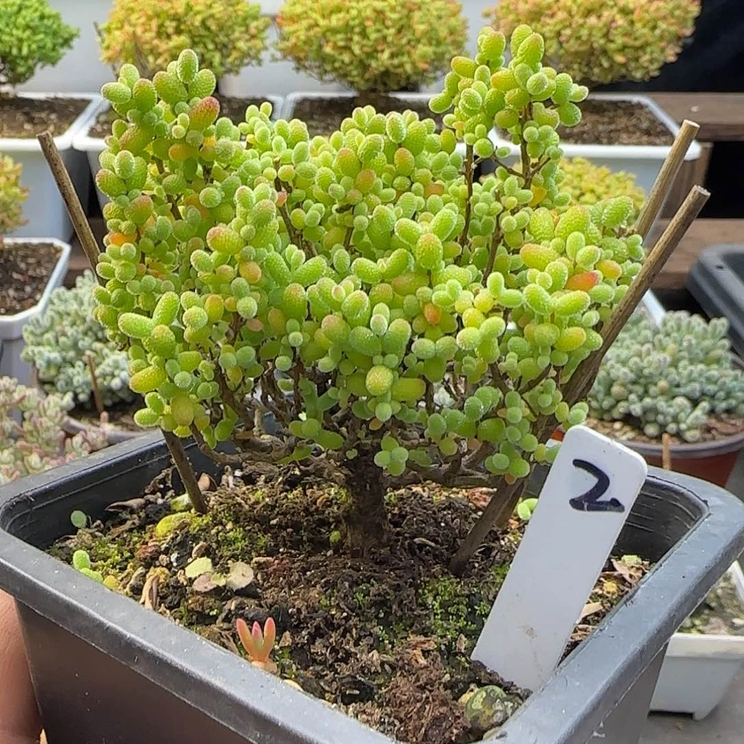 金桔糖球一物一拍