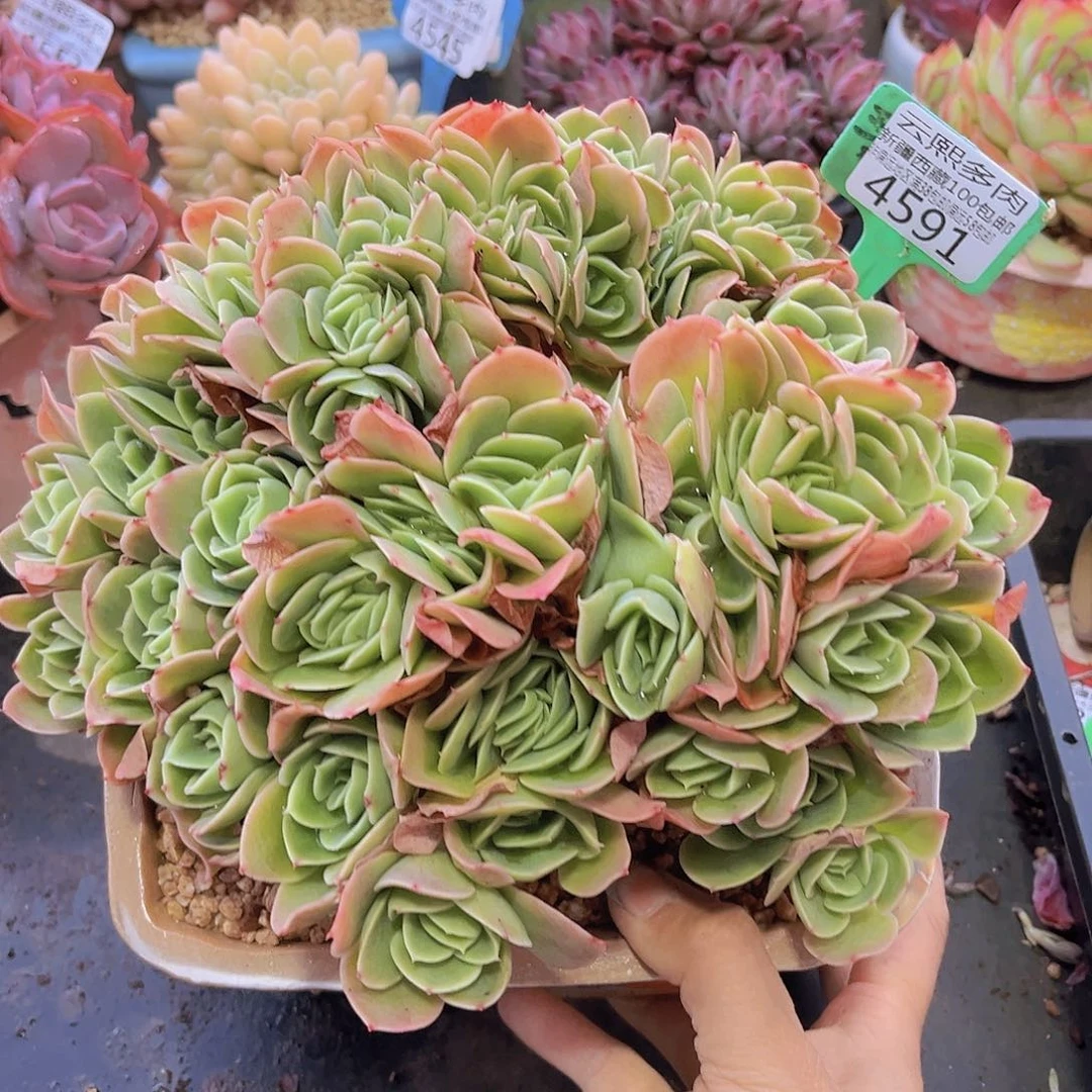 4591星娜塔朵朵缀多肉植物