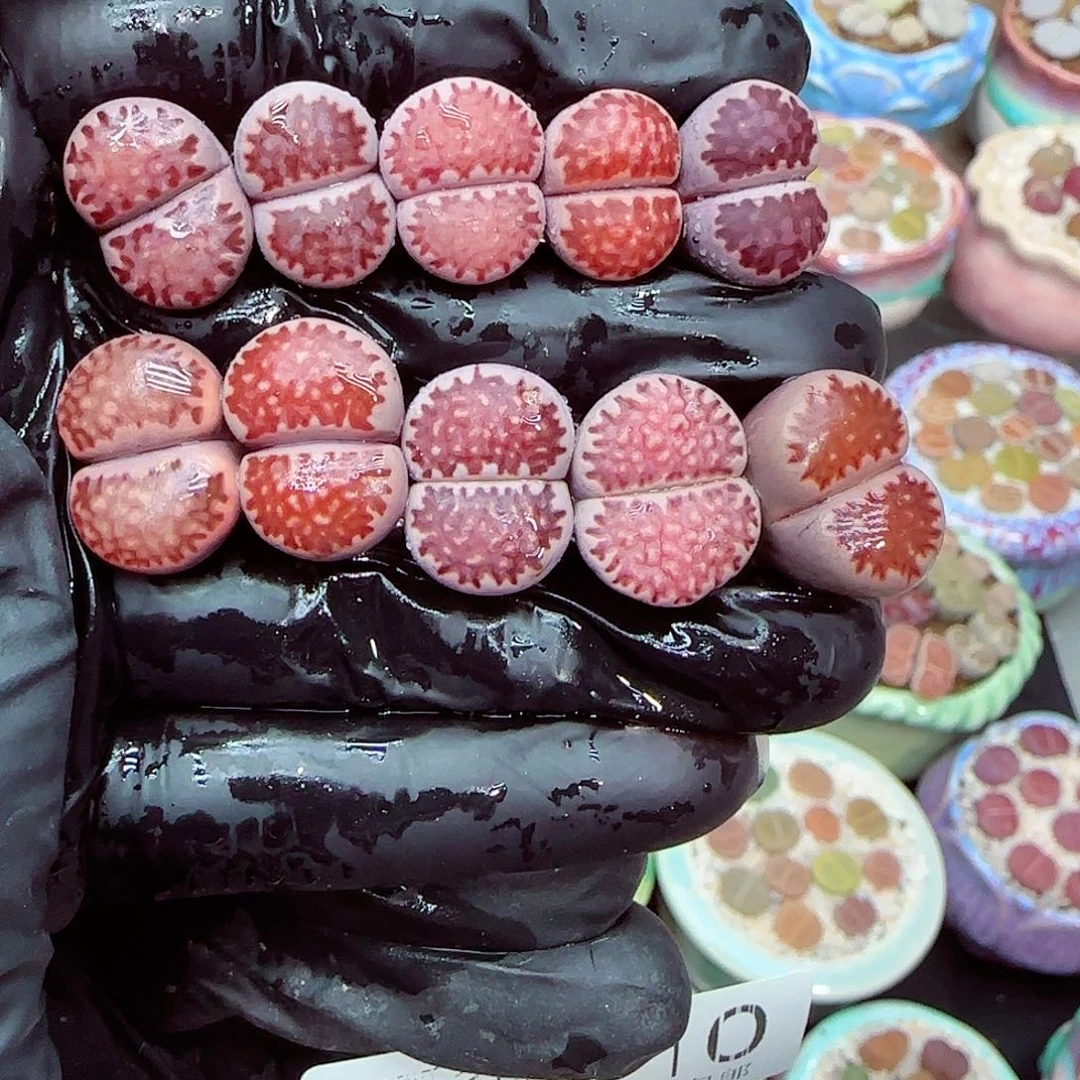 生石花满18包邮0104-110