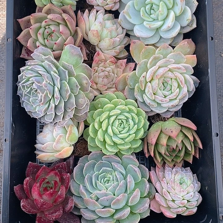 100 多肉盆栽花卉植物