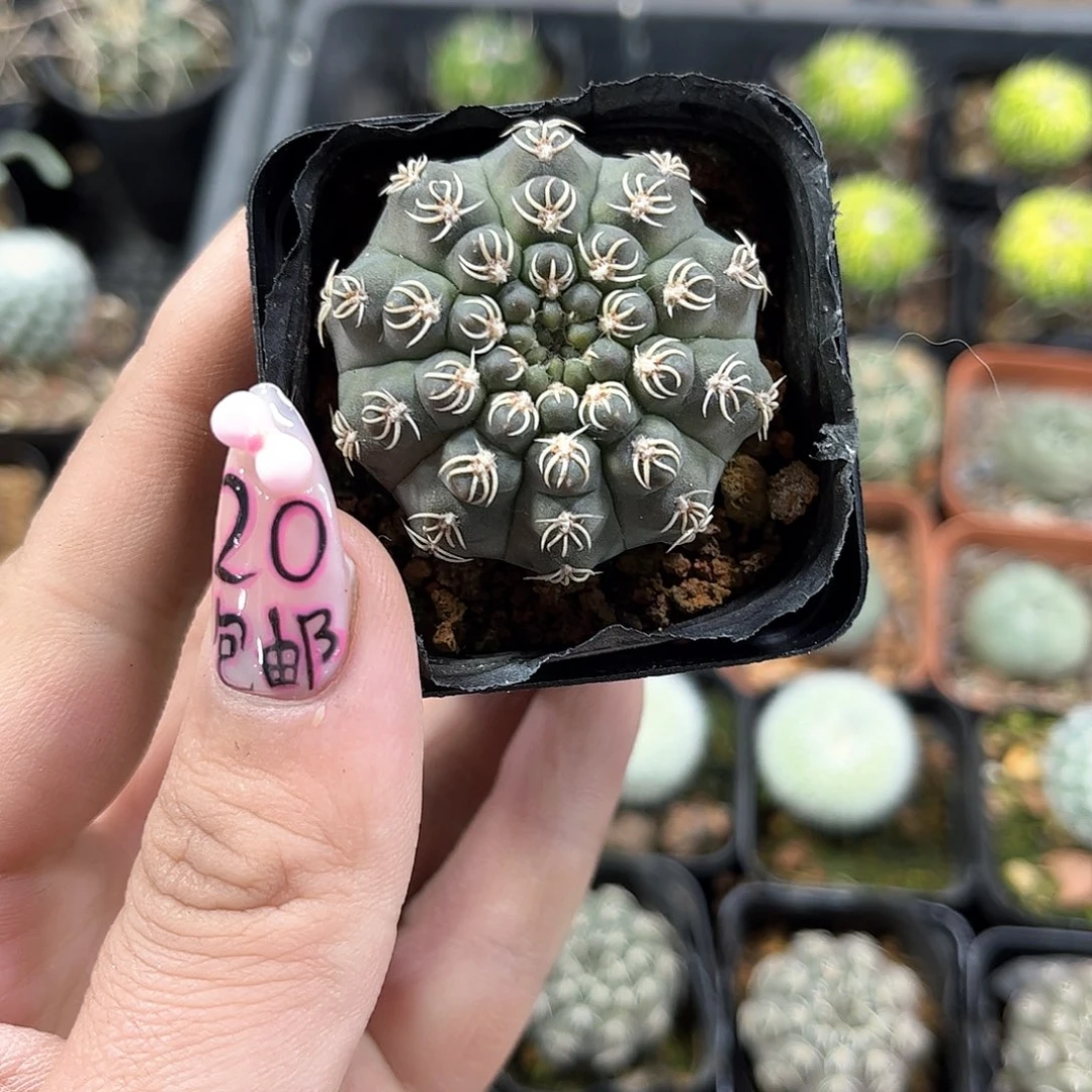 白刺瑞昌玉实生的