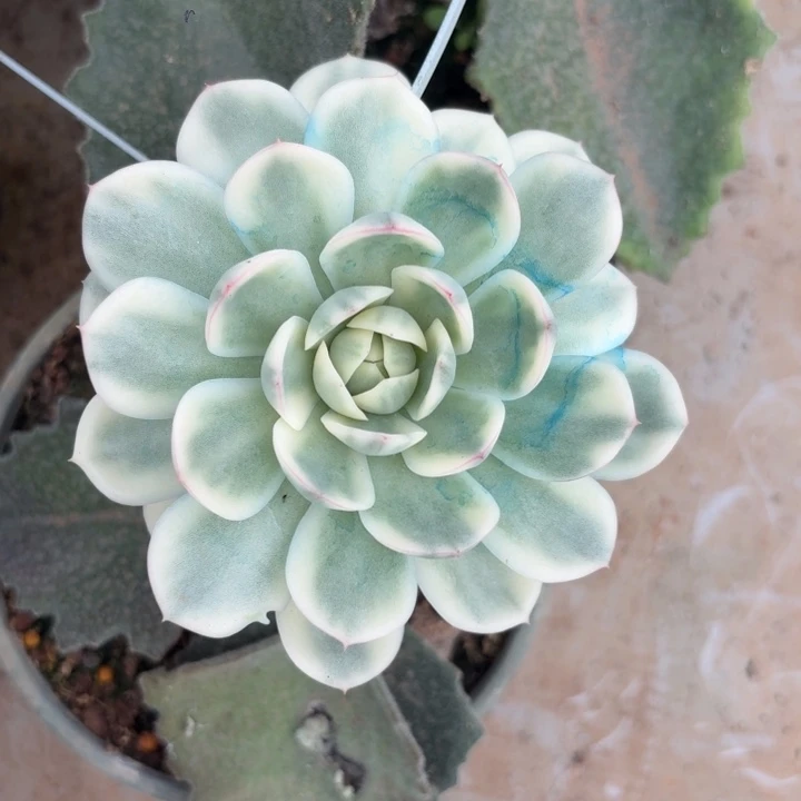 粉水晶锦一物一拍