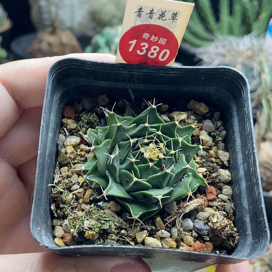 实生帝冠一棵仙人球