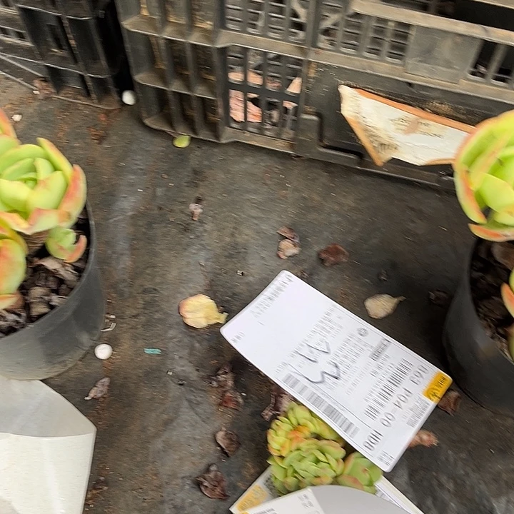 *****碧桃缀33号26多肉植物