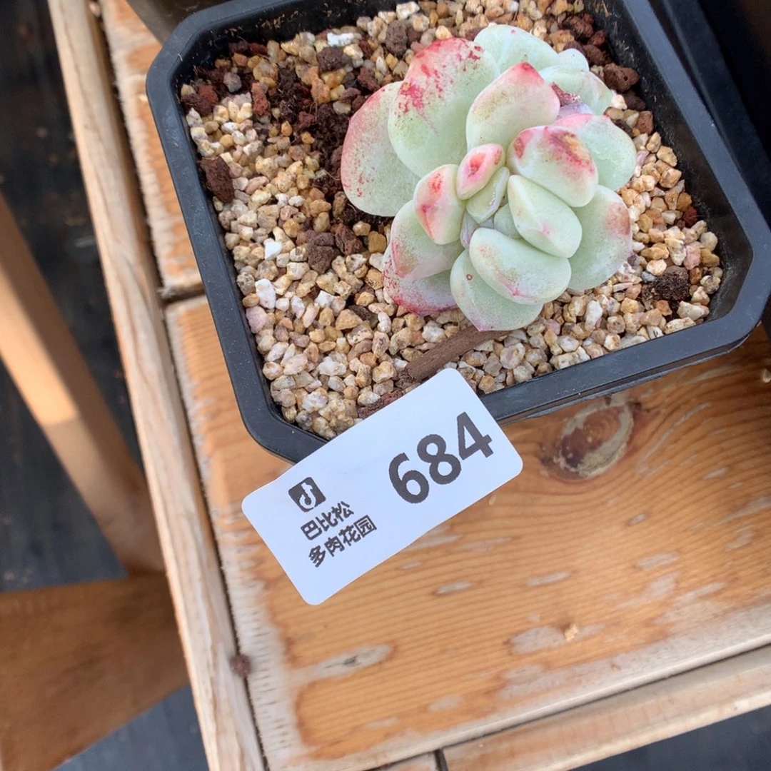 泡**.684冰玉石化多肉植物