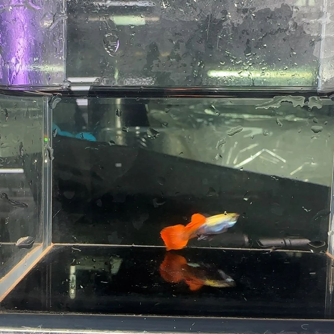 孔雀鱼关注主播可以下单