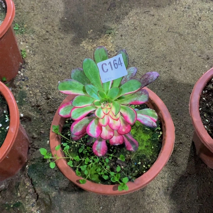 6****赞1640000000000