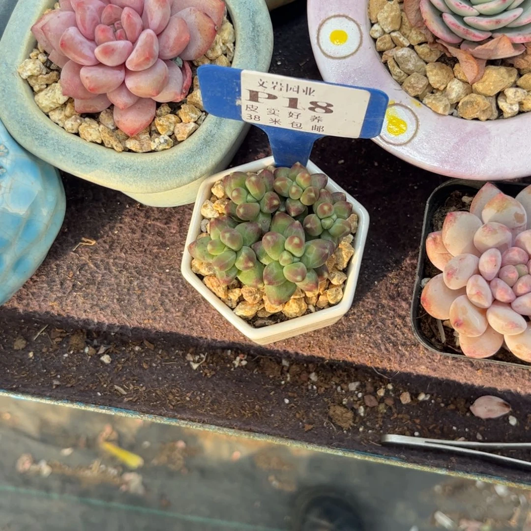 小**?多肉植物11111