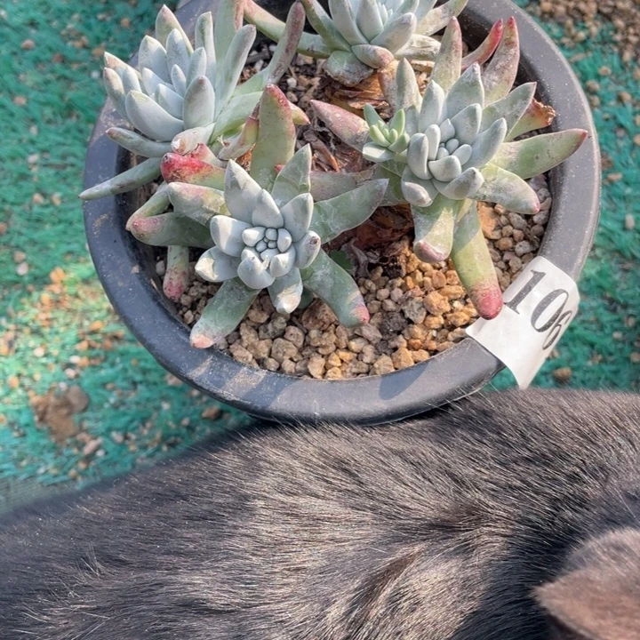 61号海瑟拇指多肉植物