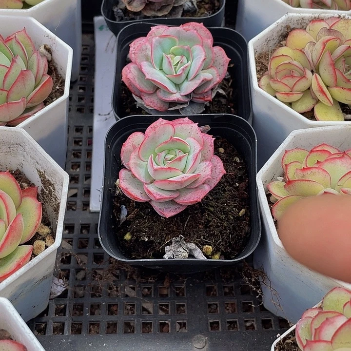 克罗地亚带盆土发