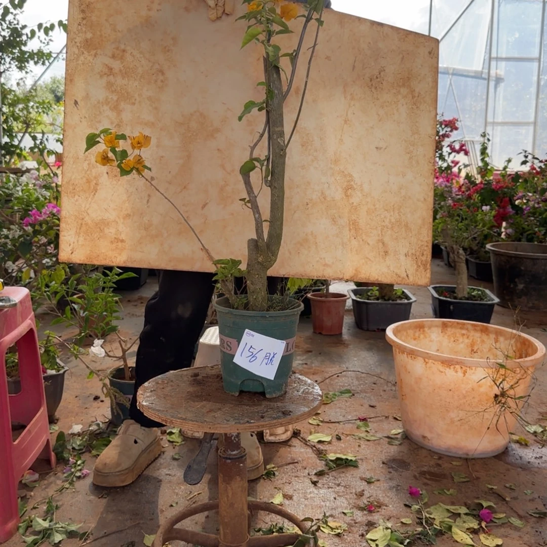 大部分花苞少量开放柠檬黄 156脱