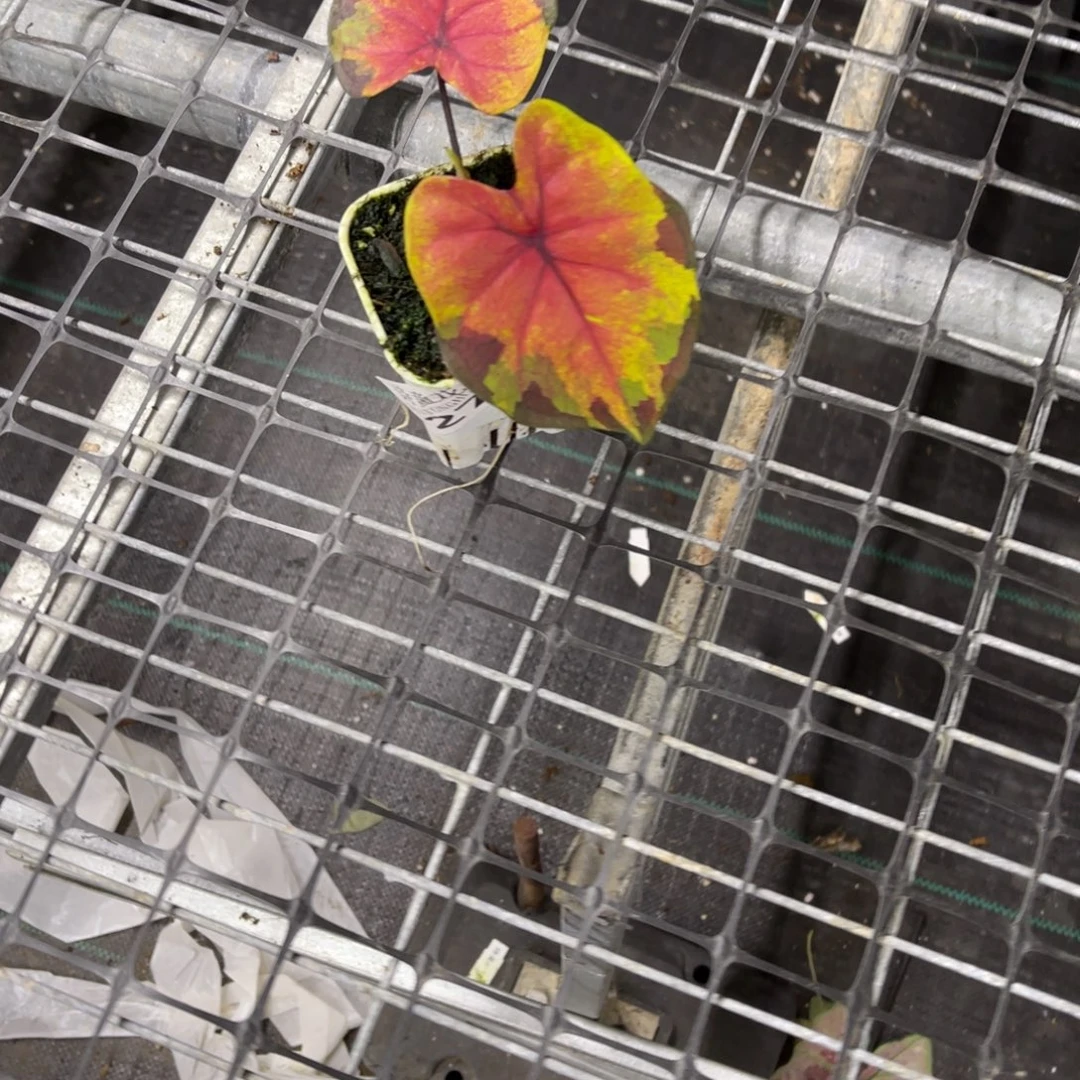 心***情无花朵          279落日不包售后