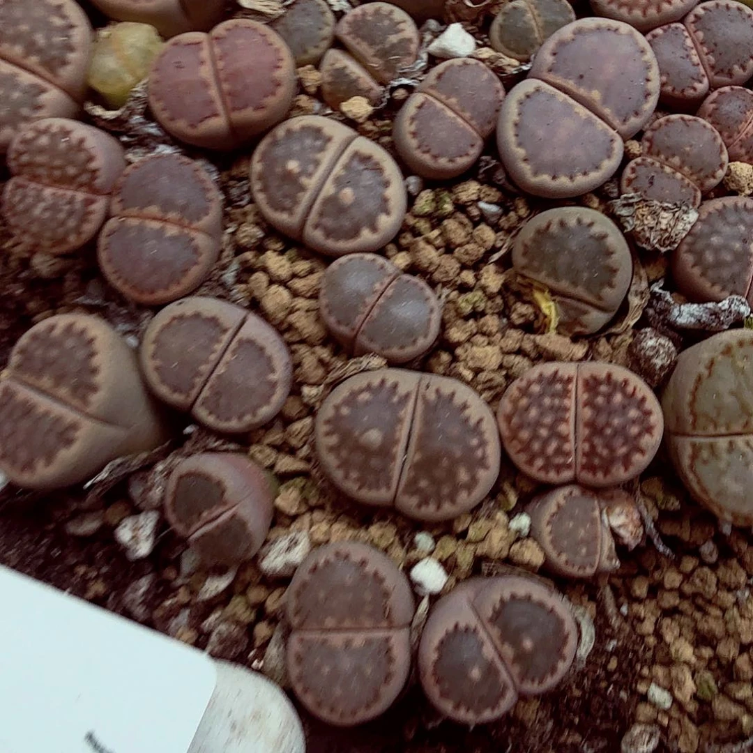 皮*侠好看我真的不配啊362