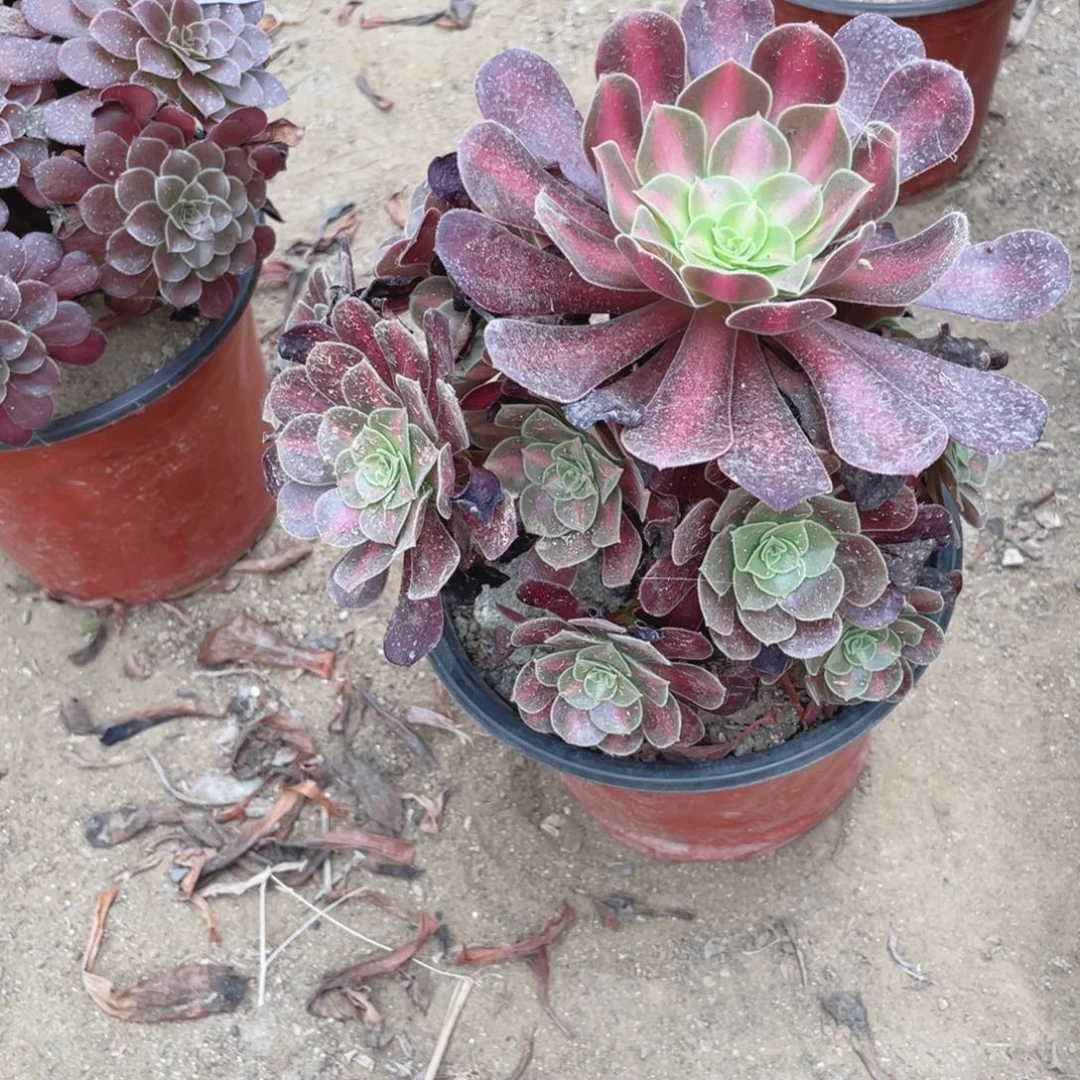 733花那法师多肉断枝不包