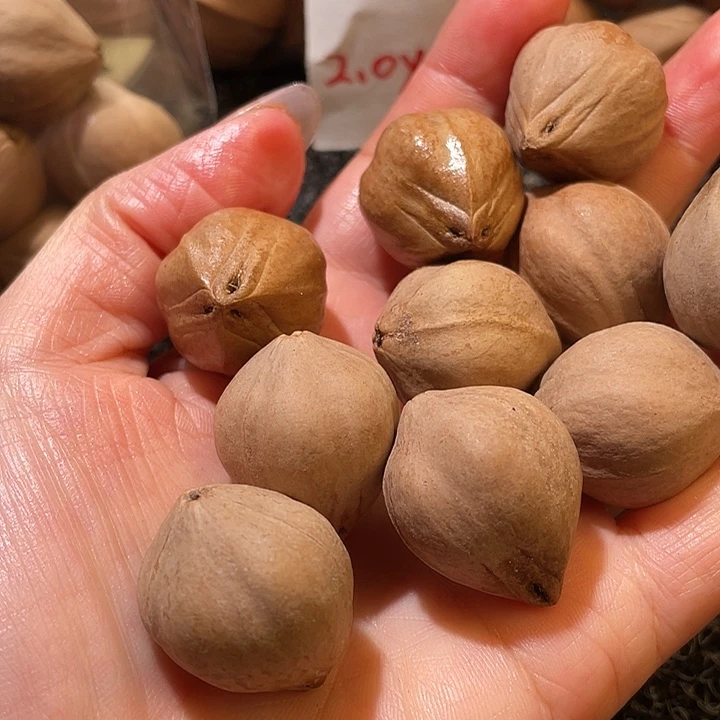 J***g吊坠橄榄核2.2✖️2.7