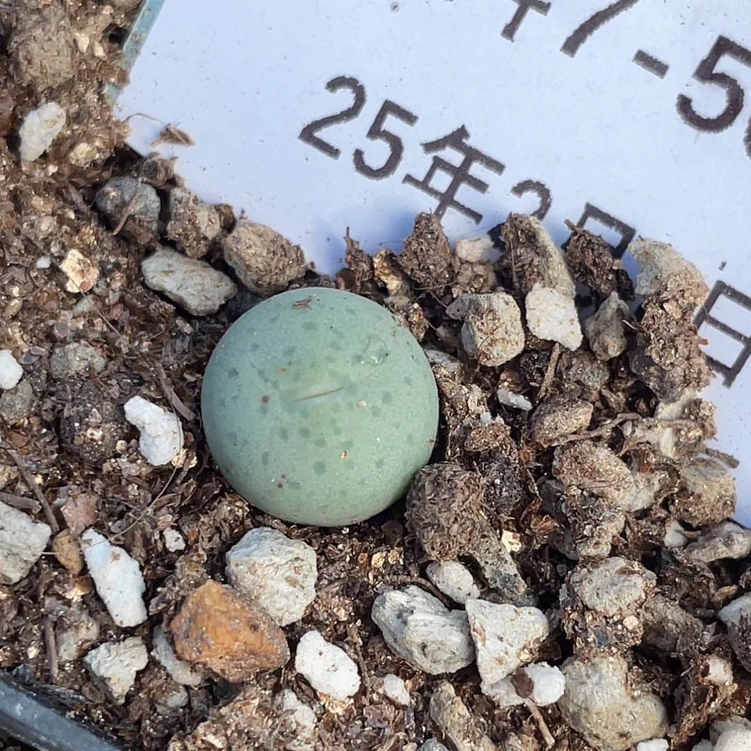 7-50奶油嘴多肉植物