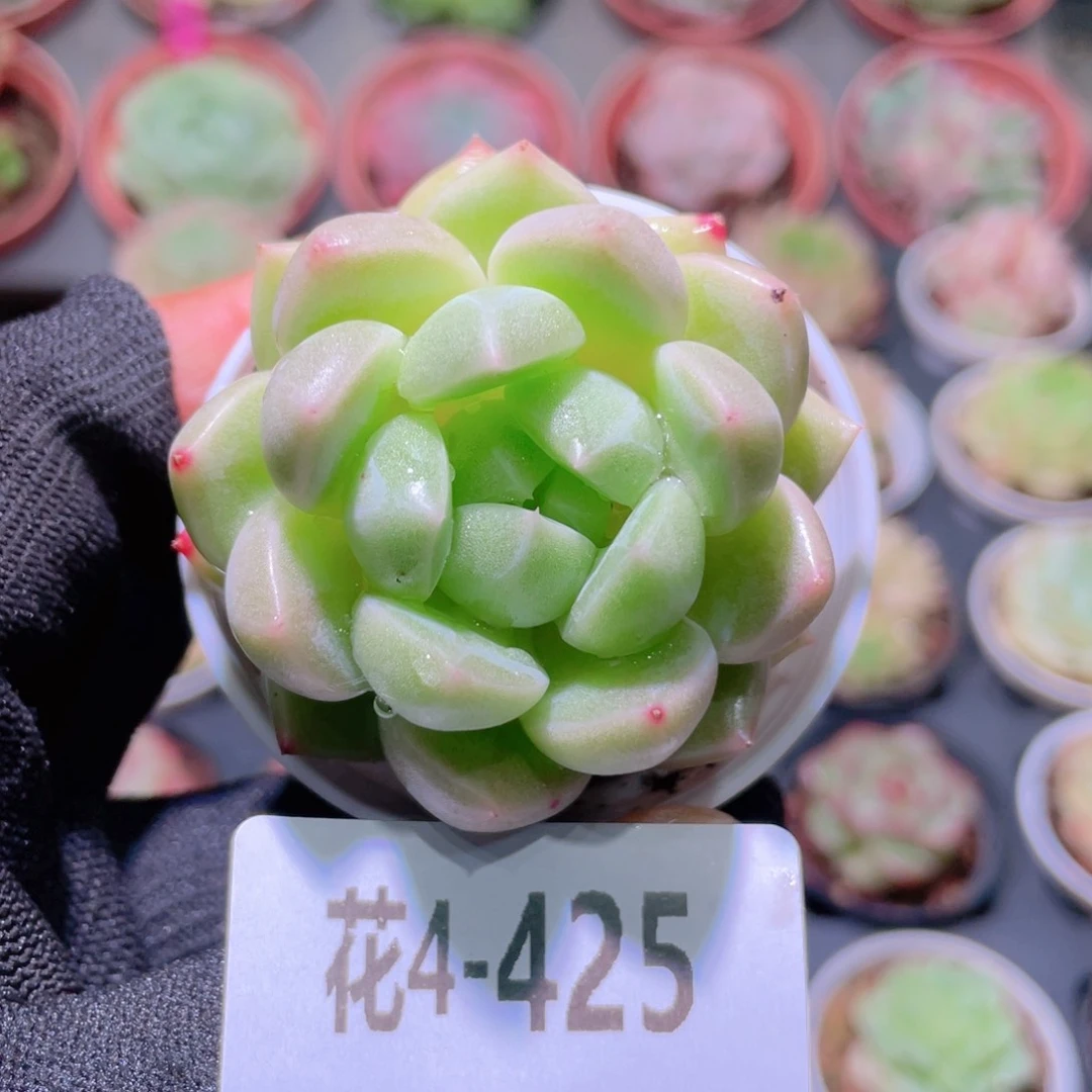 清**凝花利美4-425新品