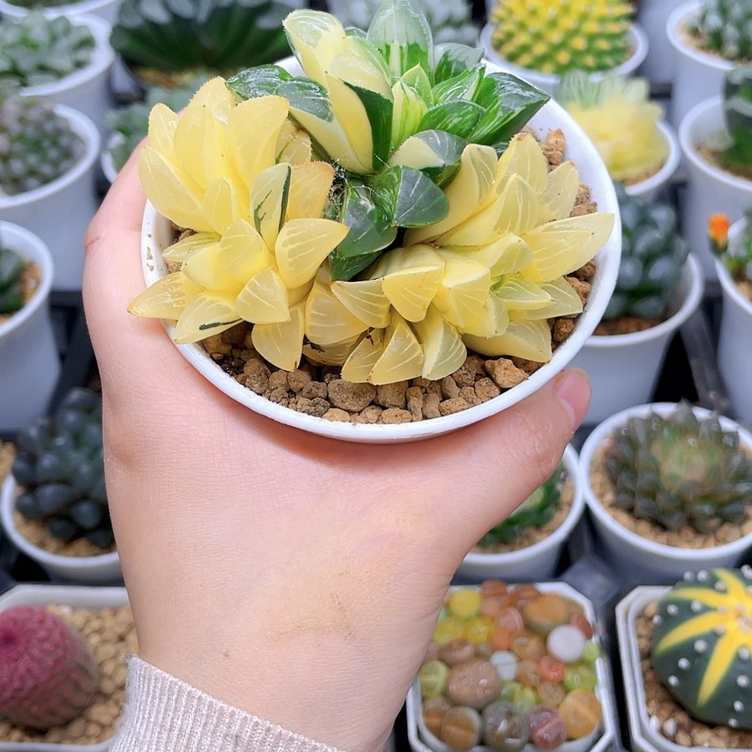 手捧花姬寿锦，原盆