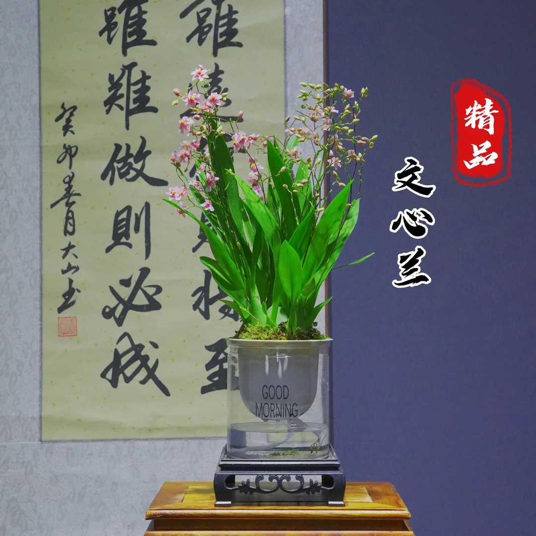 兰花[文心兰]带花苞浓香型带水培盆种好勤花勤芽好养易活