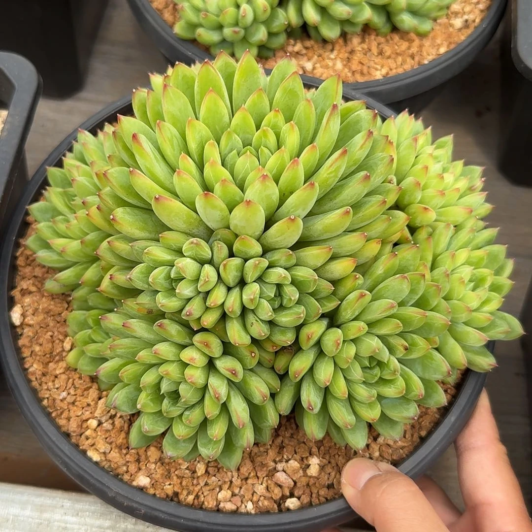 星际迷航整无砍老桩群生