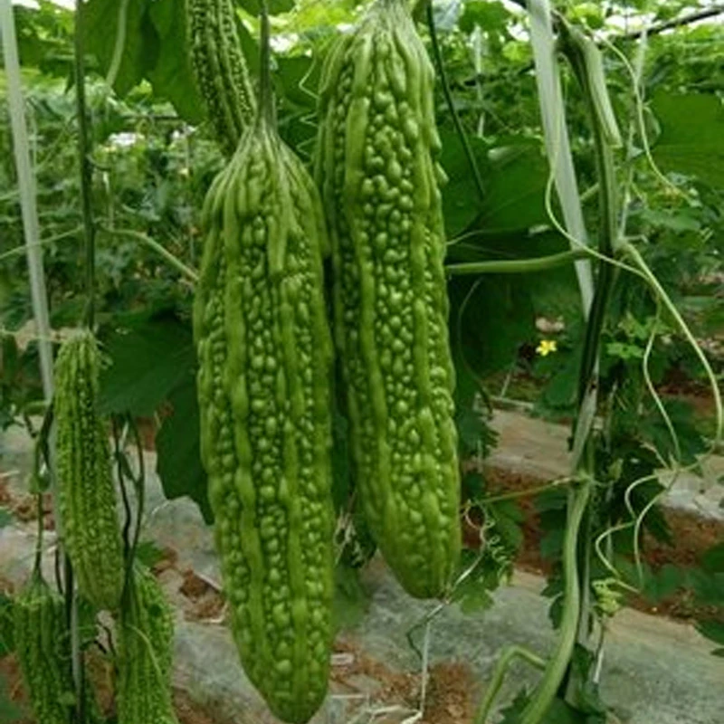 翠绿苦瓜种子 简单易种